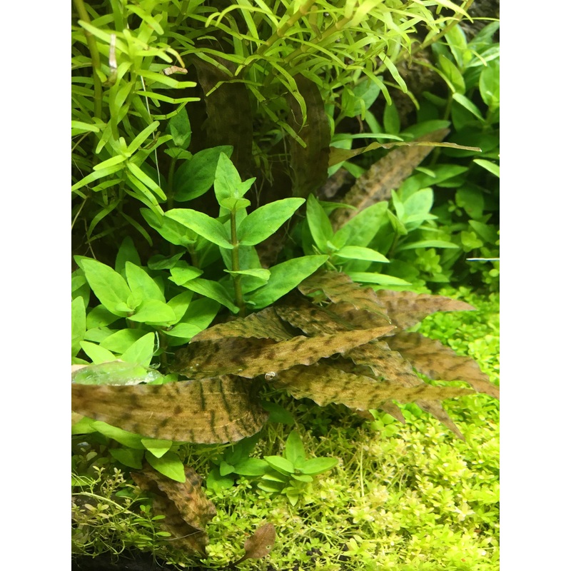 IC090 ADA Tissue Culture - Cryptocoryne Axelrodi (cup size: short)