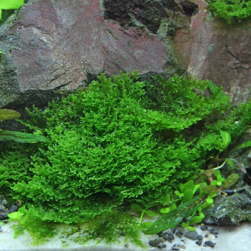 IC821 ADA Tissue Culture Plant - Mini Pellia (Riccardia Chamedryfolia) (cup size: short)