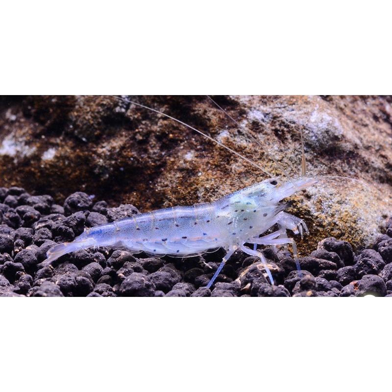 Amano Shrimp (Caridina multidentata)