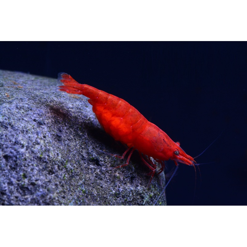 Bloody Mary Shrimp (Neocaridina Davidi)