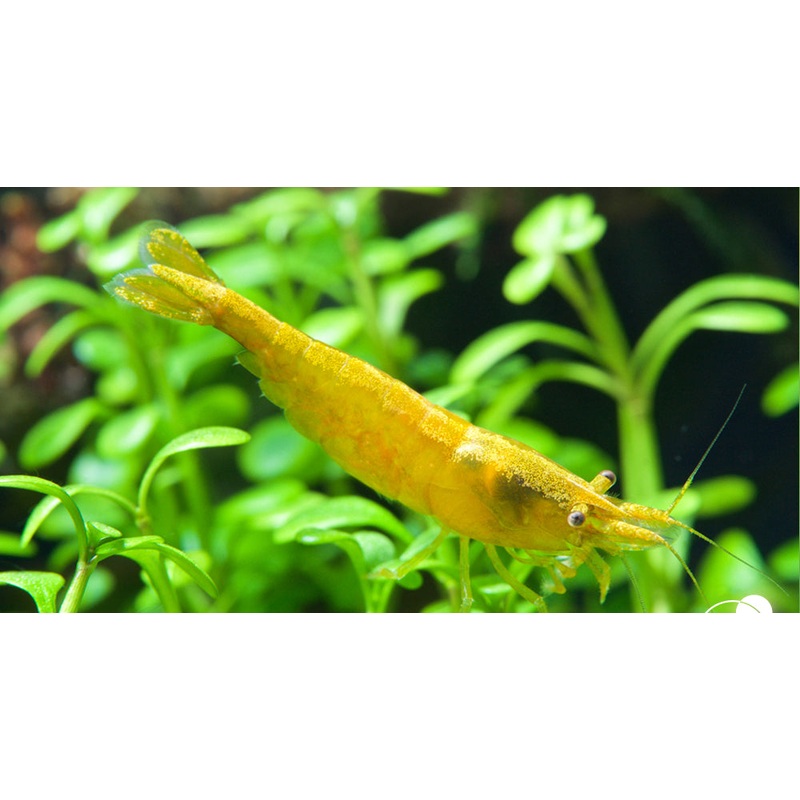 Golden Back Shrimp (Neocaridina Davidi)