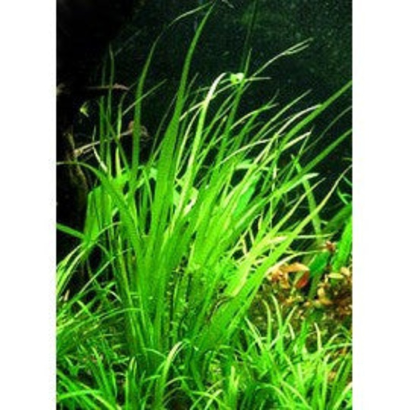 IC031 ADA Tissue Culture  - Cyperus helferi