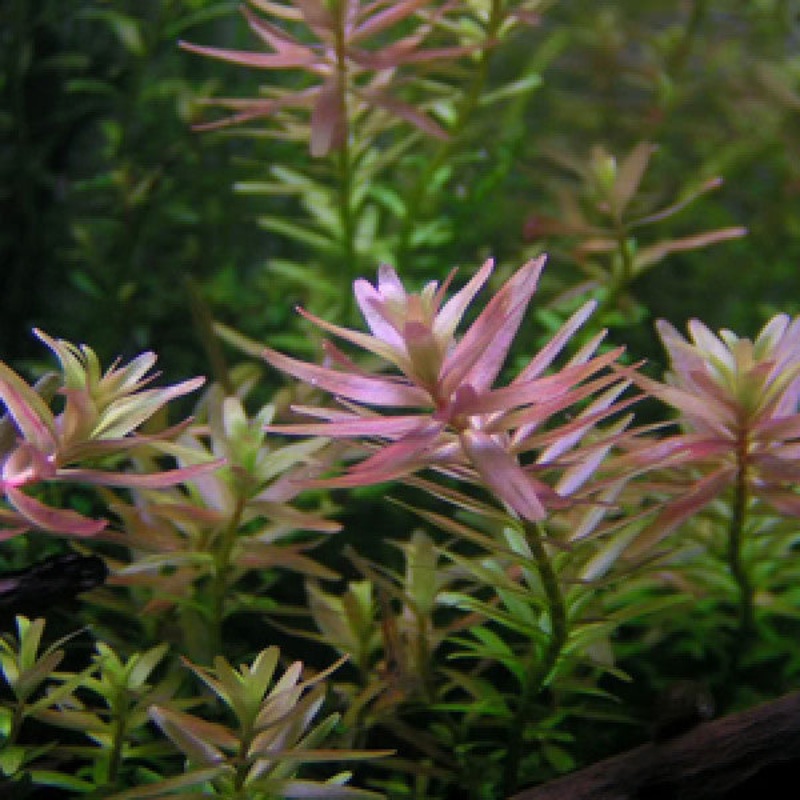 IC039 ADA Tissue Culture  - Rotala sp 'Pink' (cup size: tall)