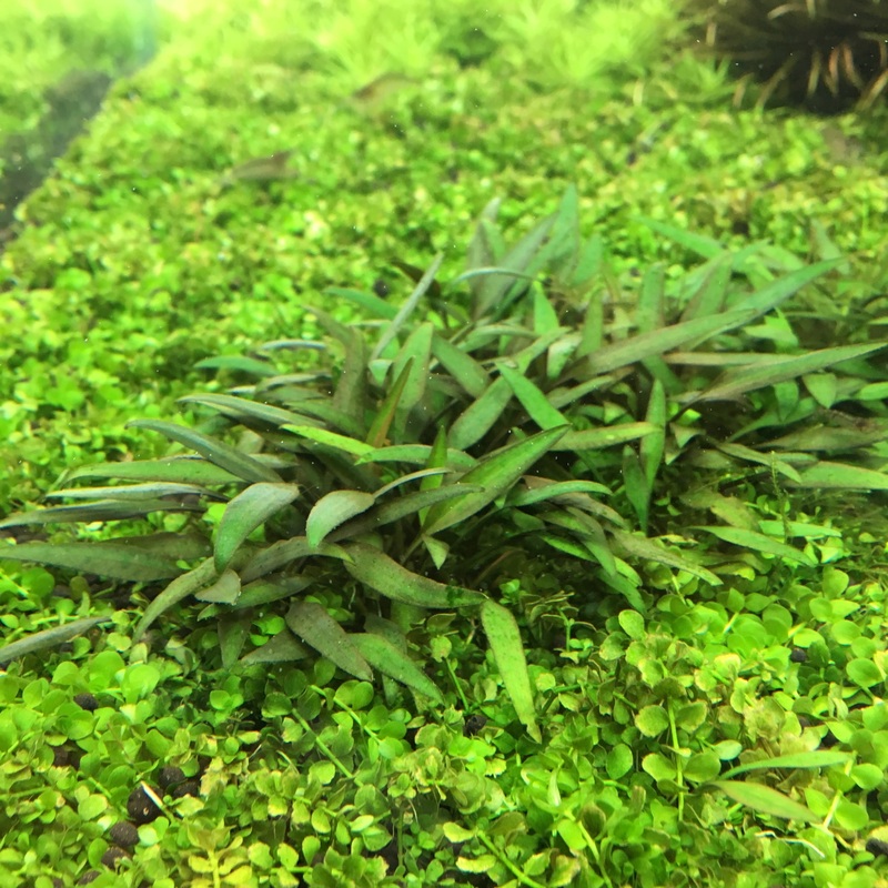 IC091 ADA Tissue Culture  - Cryptocoryne Lucens (cup size: short)