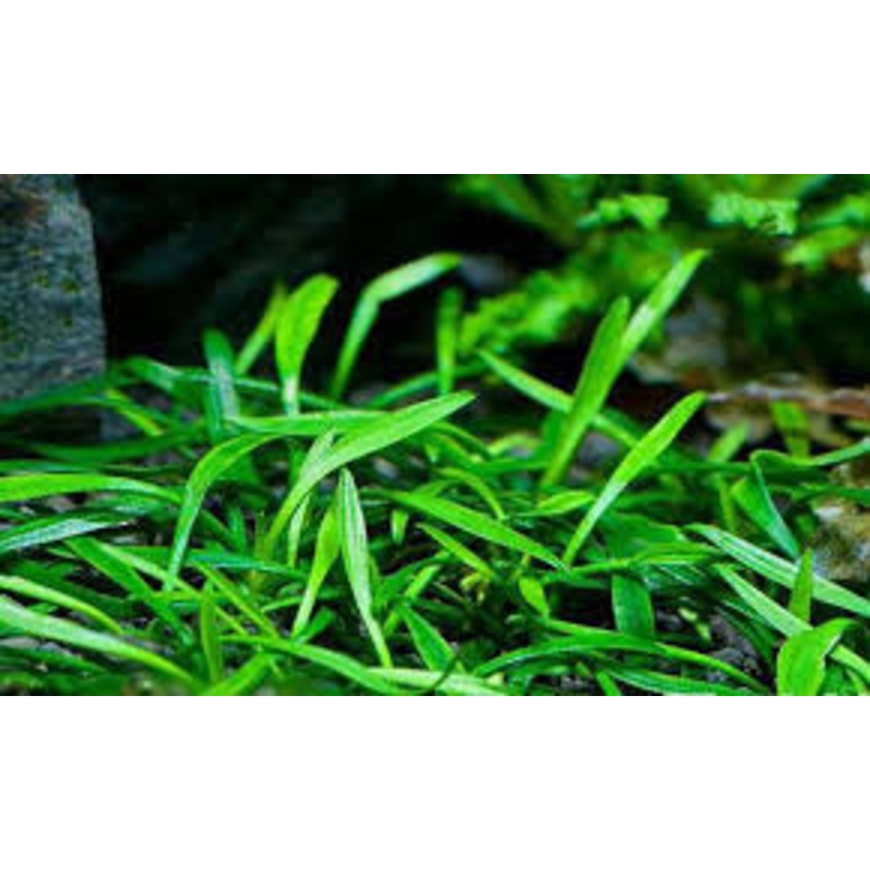 IC093 ADA Tissue Culture  - Cryptocoryne parva (cup size: short)