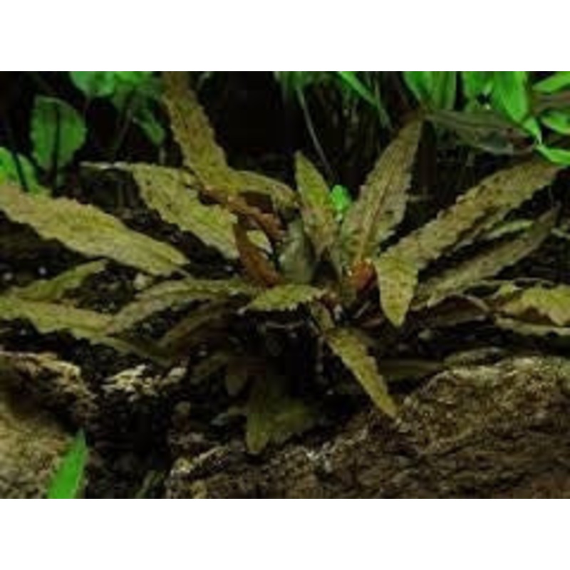 IC094 ADA Tissue Culture  - Cryptocoryne wendtii 'Brown' (cup size: short)
