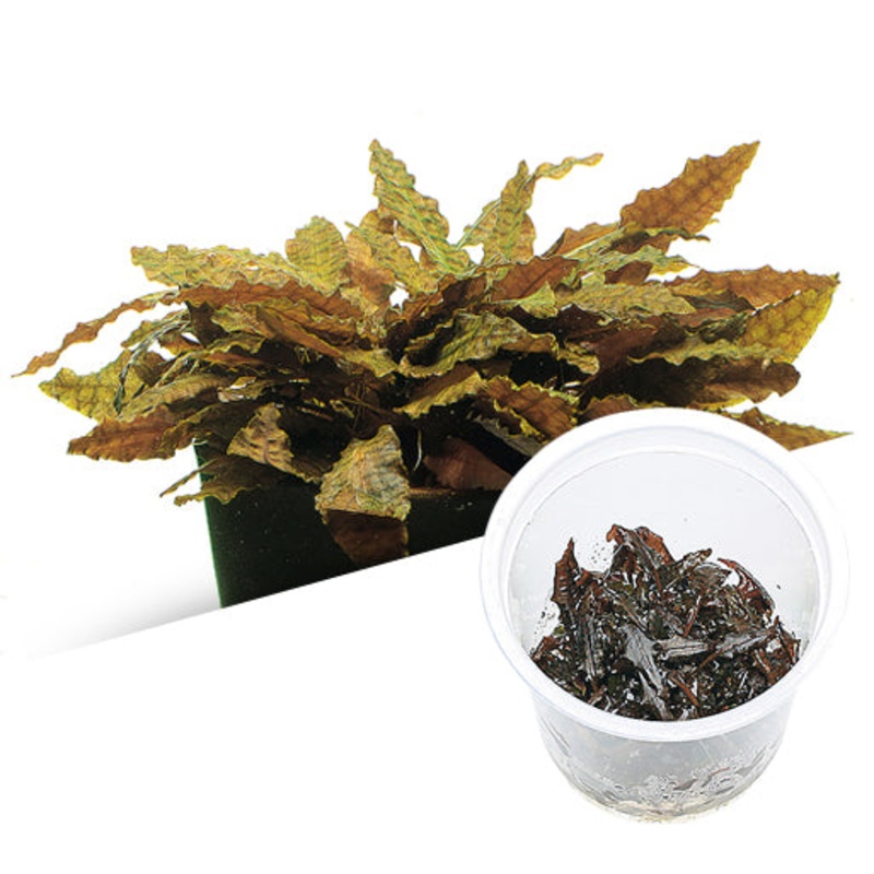 IC095 ADA Tissue Culture - Cryptocoryne Wendtii "tropica" (cup size: short)