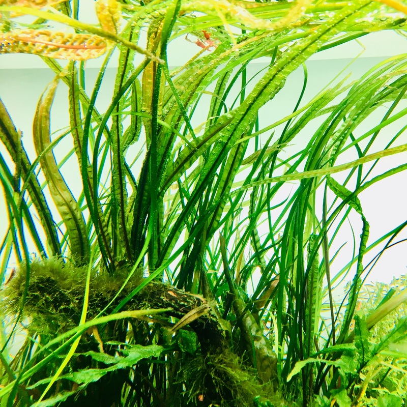 IC098 ADA Tissue Culture-Cryptocoryne Balansae