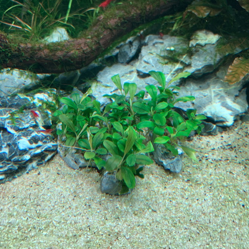 IC106 ADA Tissue Culture  - Bucephalandra sp. 'Sintang' (cup size: short)