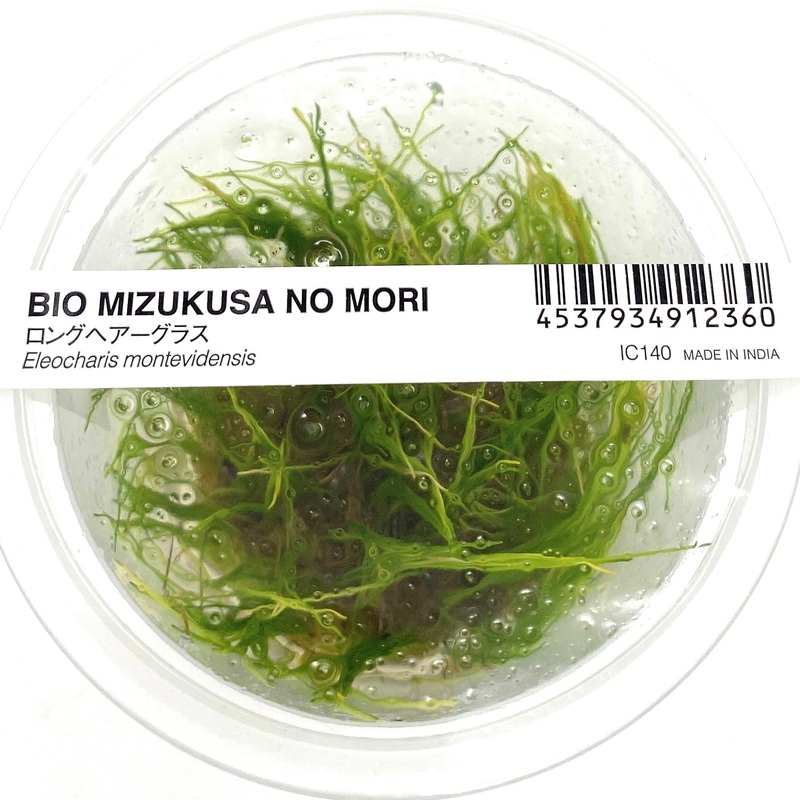 IC140 ADA Tissue Culture-Eleocharis montevidensis