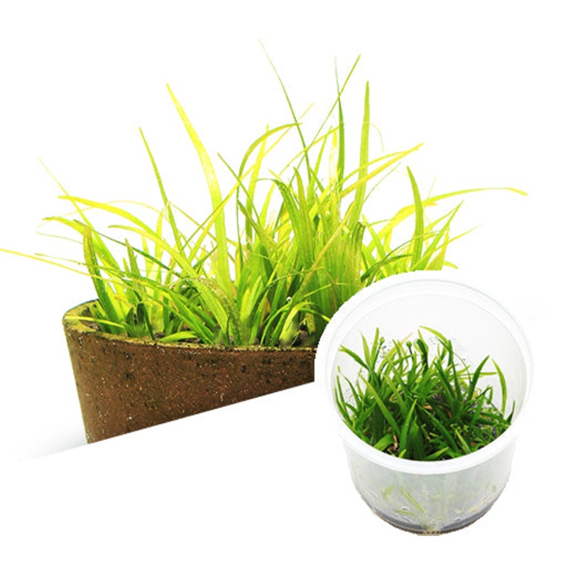 IC154 ADA Tissue Culture - Echinodorus Tenellus var. broad leaf