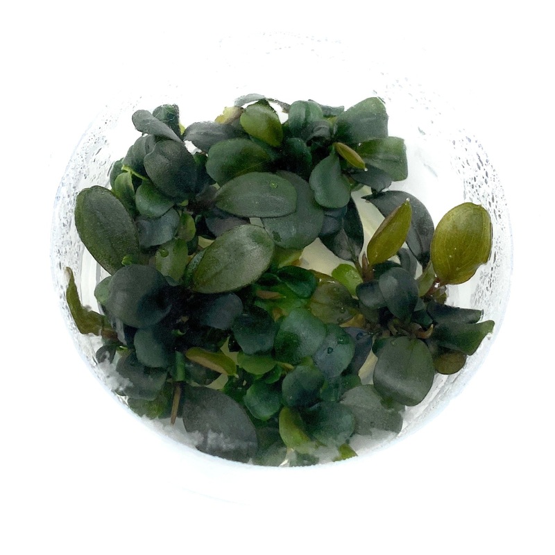 IC179 ADA Tissue Culture  - Bucephalandra Pygmaea 'Green Wavy' (cup size: short)