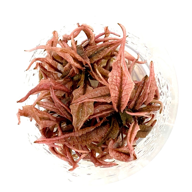 IC185 Tissue Culture  - Cryptocoryne Wendtii "Pink Panther"