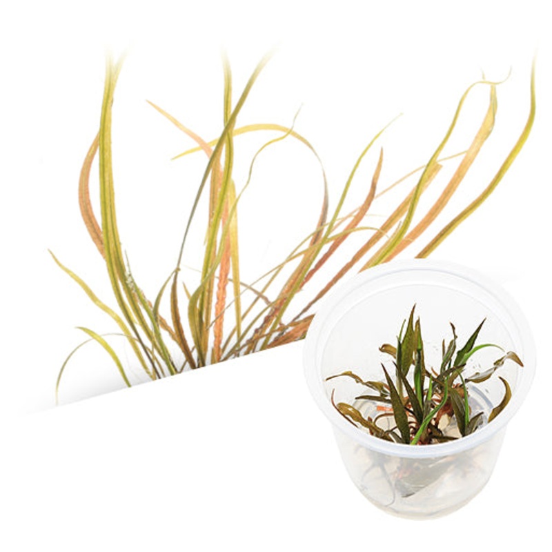 IC195 ADA Tissue Culture  - Cryptocoryne spiralis 'red'