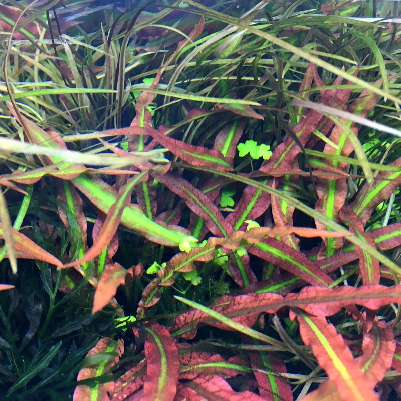 IC198 ADA Tissue Culture  - Cryptocoryne spiralis 'tiger'