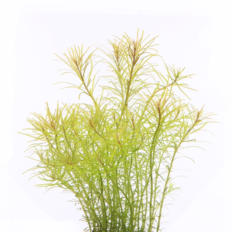 IC400 ADA Tissue Culture  - Rotala "Nanjenshen"