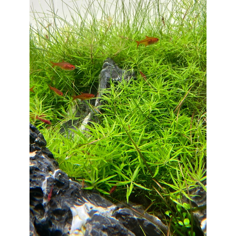 IC419 ADA Tissue Culture  - Limnophila sp. "Vietnam" (Labeled as Scrophulariaceae sp.)(cup size: short)
