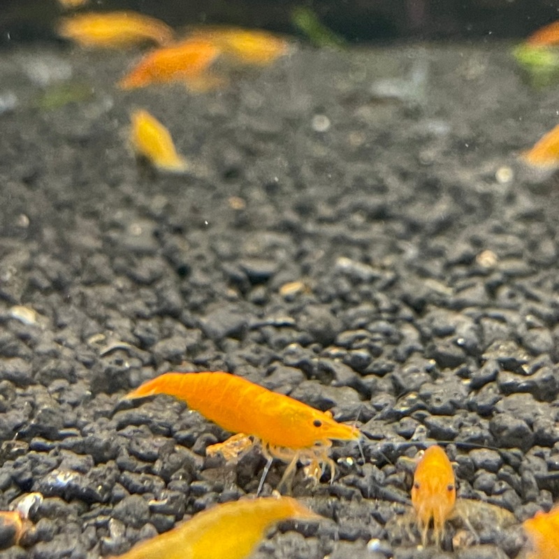 Sunkist shrimp (Neocaridina Davidi)