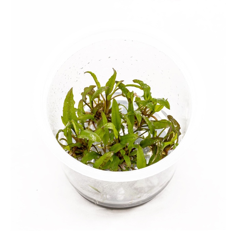 IC092 ADA Tissue Culture  - Cryptocoryne Wendtii "Green"
