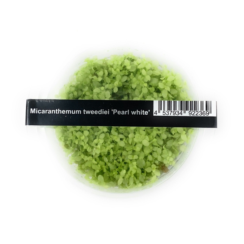 IC367 ADA Tissue - Culture Micranthemum Tweediei 'Pearl white'  (cup size: short)