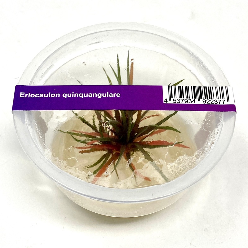 IC466 Tissue Culture  - Eriocaulon Quinquangulare