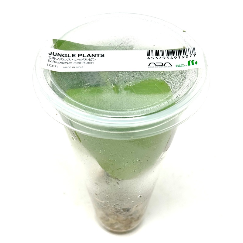 LC071 ADA Jungle plants-Echinodorus 'Red Rubin'  (Jungle plants cup)