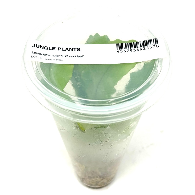LC115 ADA Jungle plants-Leptochilus wrightii 'Round leaf'  (Jungle plants cup)