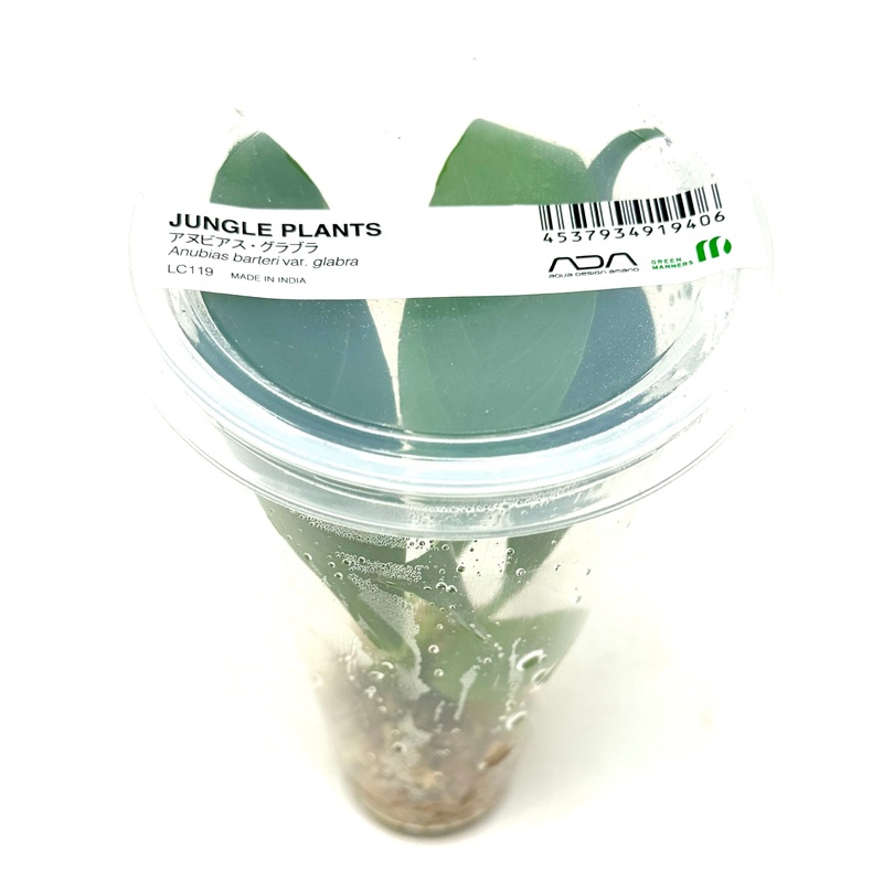 LC119 ADA Jungle plants-Anubias barteri var. glabra  (Jungle plants cup)