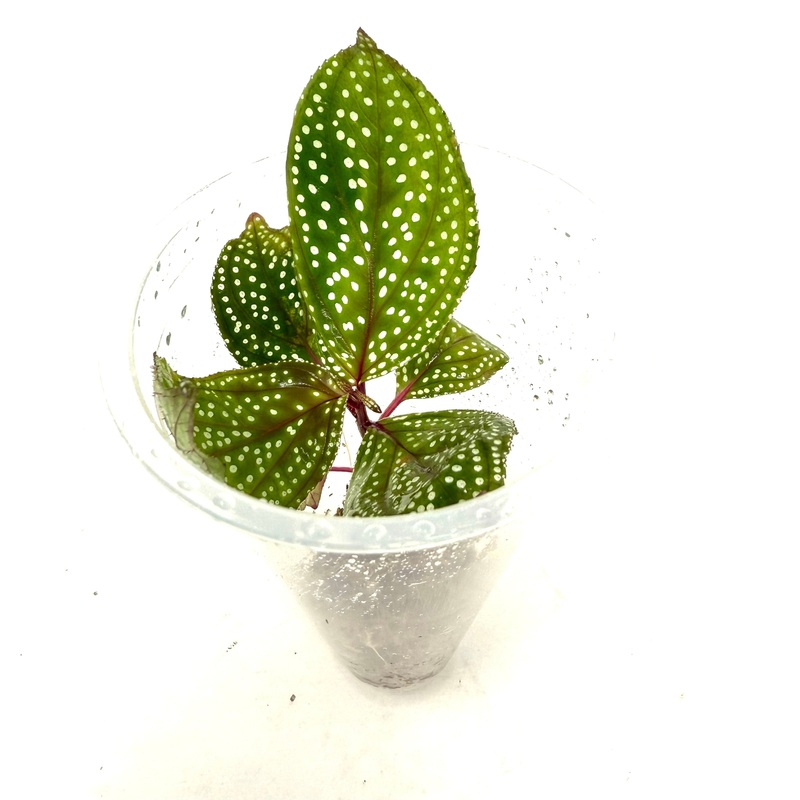 LC130 Jungle plants-Sonerila calophylla 'Phang Nga'  (Jungle plants cup)