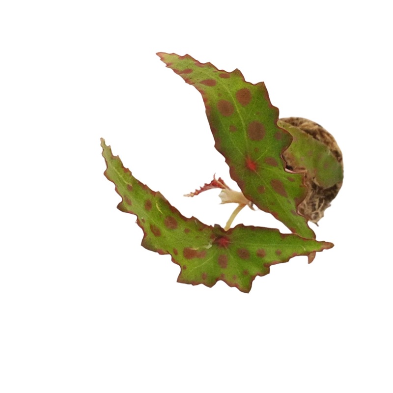 LC137 Jungle plants-Begonia amphioxus  (Jungle plants cup)
