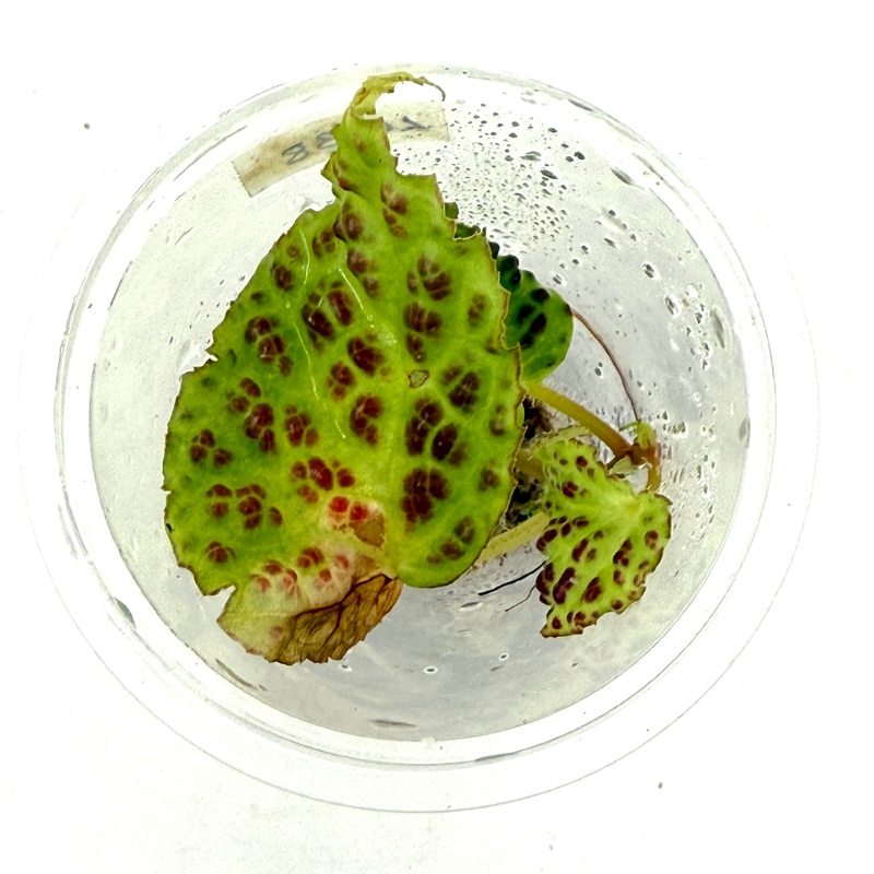 LC138 Jungle plants-Begonia dracopelta  (Jungle plants cup)