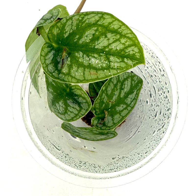 LC146 Jungle plants-Monstera dubia  (Jungle plants cup)