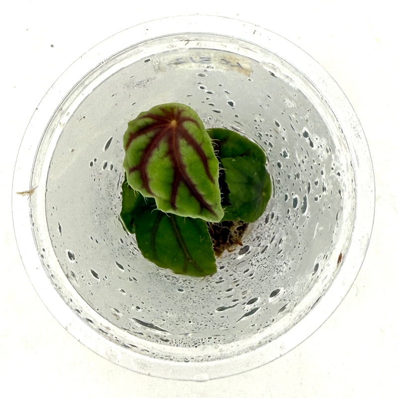 LC312 Jungle plants-Begonia quadrialata sp. Nimbaensis  (Jungle plants cup)