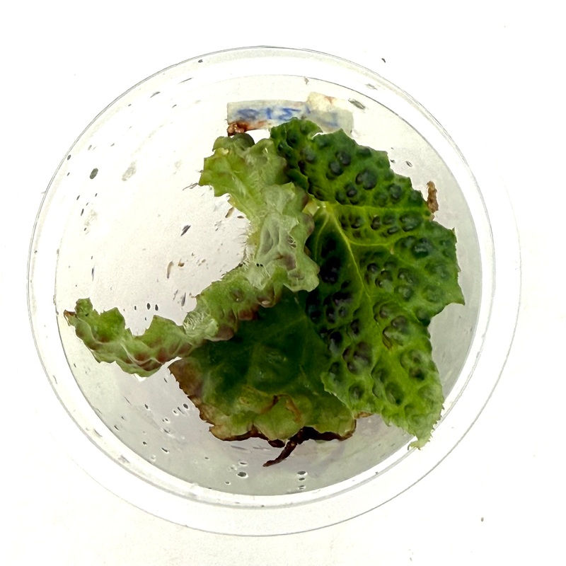 LC318 Jungle plants-Begonia chlorosticta Green (Jungle plants cup)