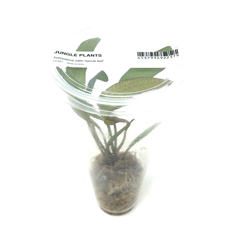 LC331 ADA Jungle plants-Echinodorus rubin 'narrow leaf'  (Jungle plants cup)