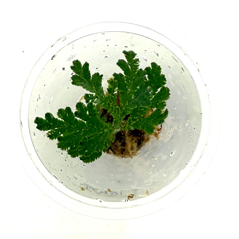 LC921 Jungle plants-Selaginella siamensis 'Peacock' (Jungle plants cup)