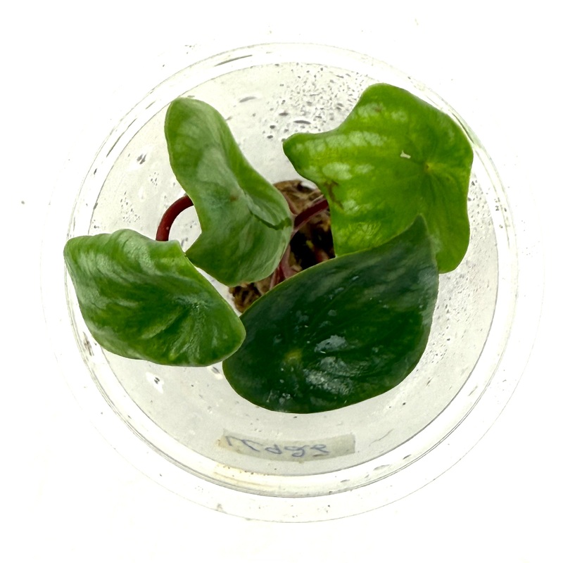 LC926 Jungle plants-Peperomia argyreia 'Water melon' (Jungle plants cup)