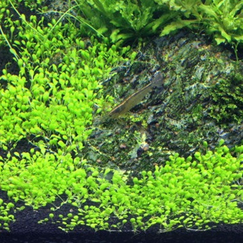 Tropica Aquarium Plants: Elatine Hydropiper (TC)  Tropica 1-2-Grow!