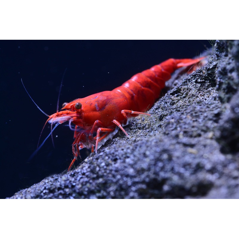 Fire Red Shrimp (Neocaridina Davidi)