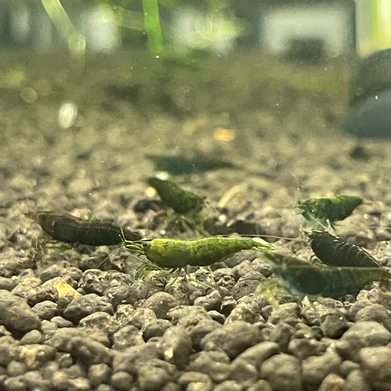 Green Jade Shrimp (Neocaridina Davidi)