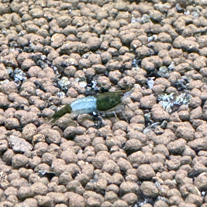Green rili shrimp (Neocaridina Davidi)