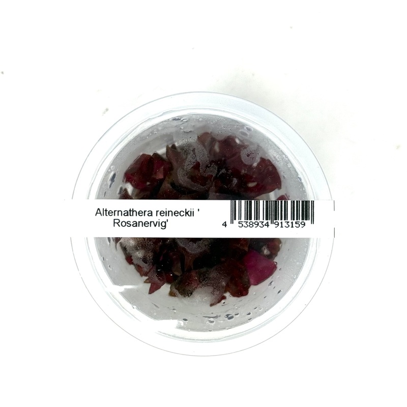 IC127 ADA Tissue Culture Plant - Alteranthera Reineckii 'Rosanervig'