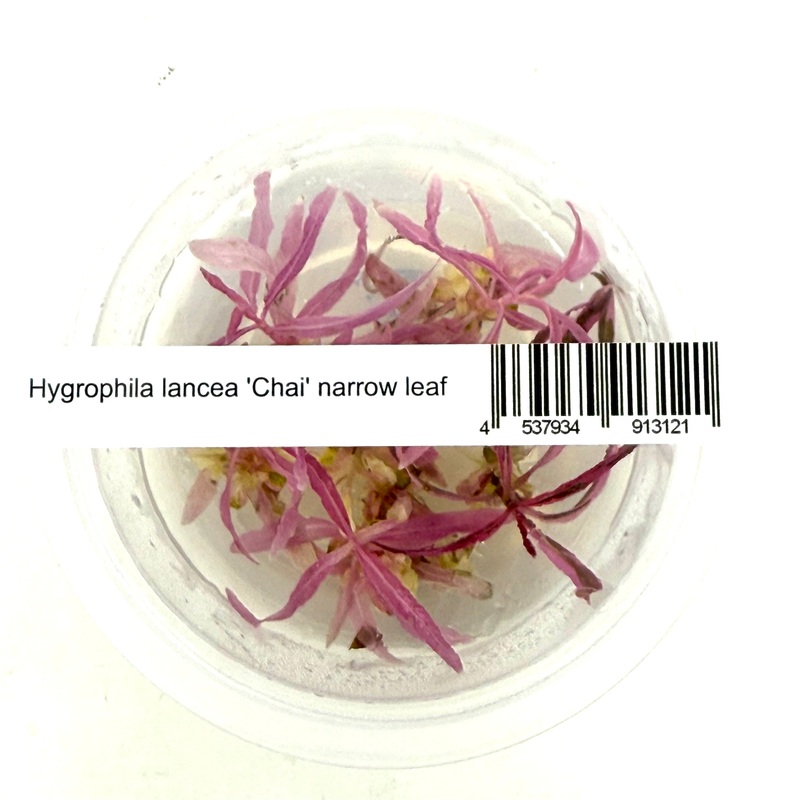 IC132 Tissue Culture  - Hygrophila lancea 'Chai' narrow leaf (cup size: tall)