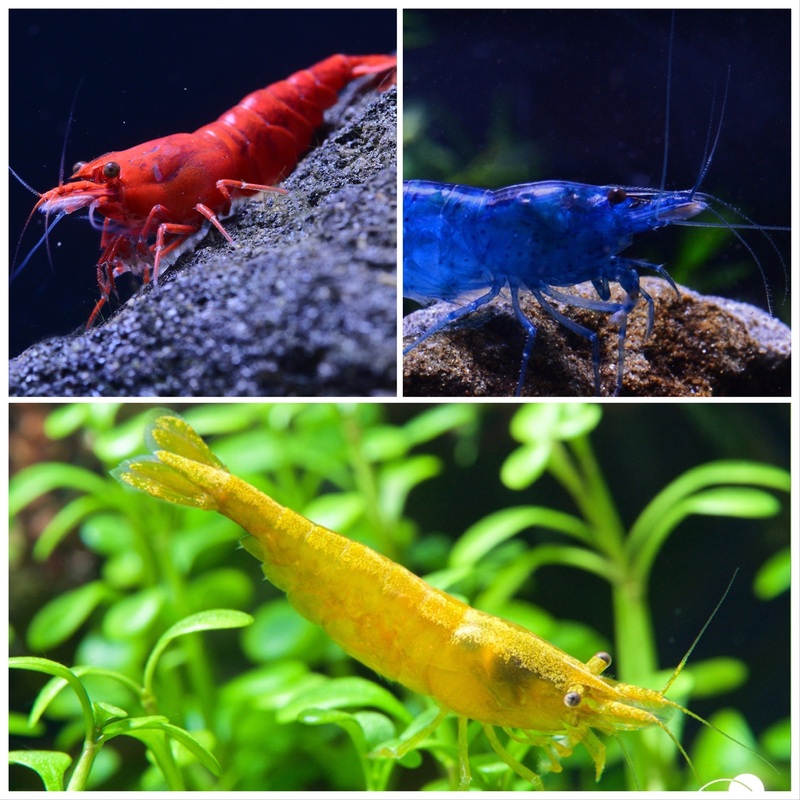 Neocaridina Davidi Shrimp combo Packs
