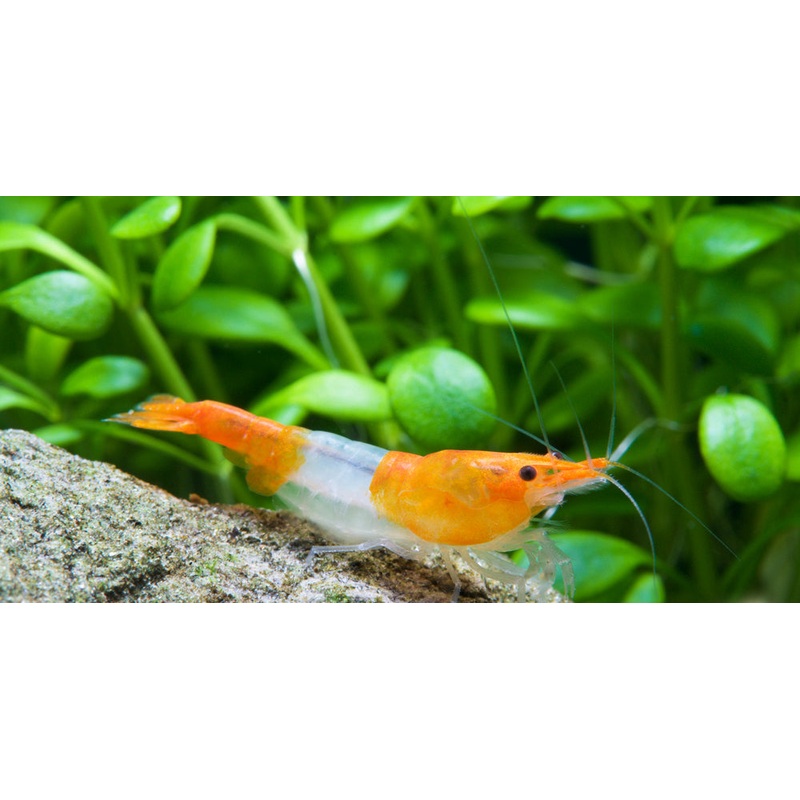 Orange Rili shrimp (Neocaridina Davidi)