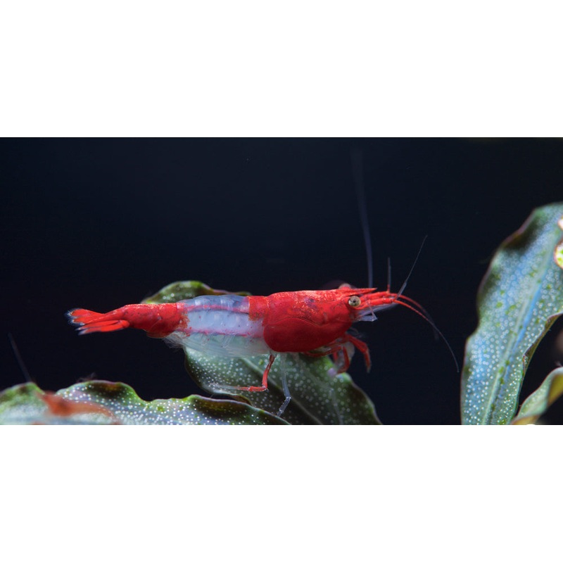 Red Rili shrimp (Neocaridina Davidi)