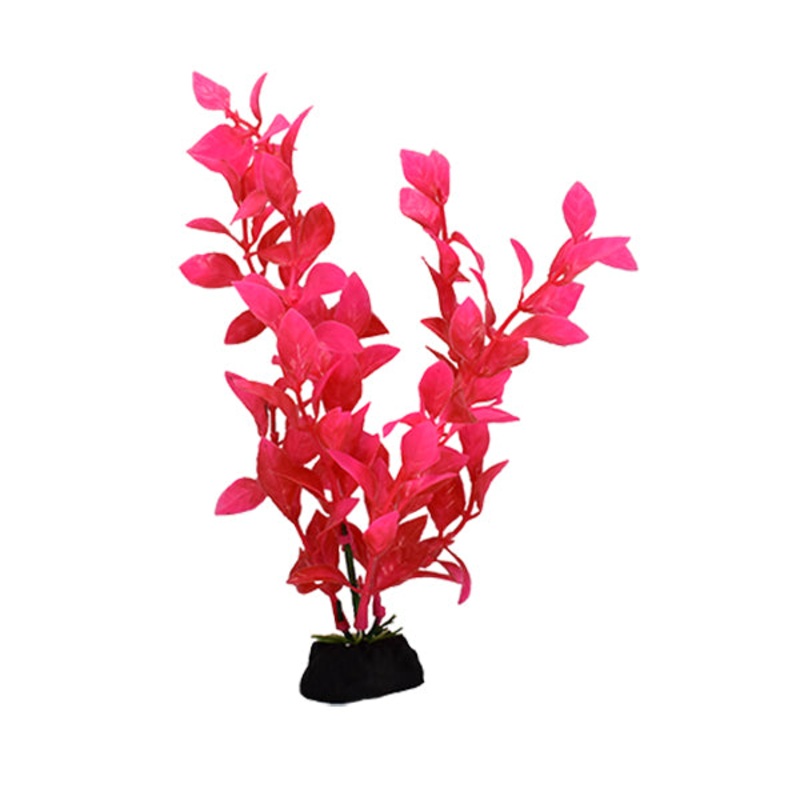Small Pink Hygro
