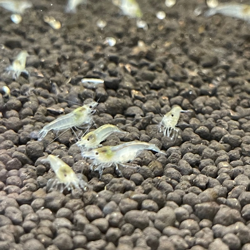 Snow ball shrimp (Neocaridina zhangiajiensis)