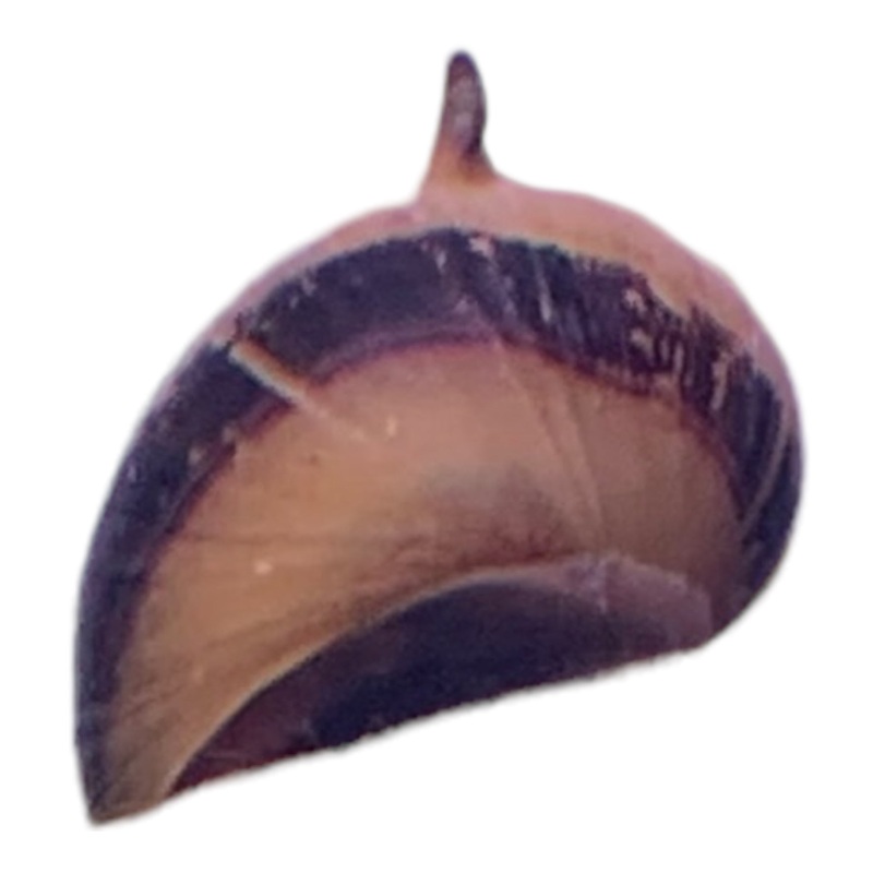 Thorn Nerite Snail (Clithon Corona)