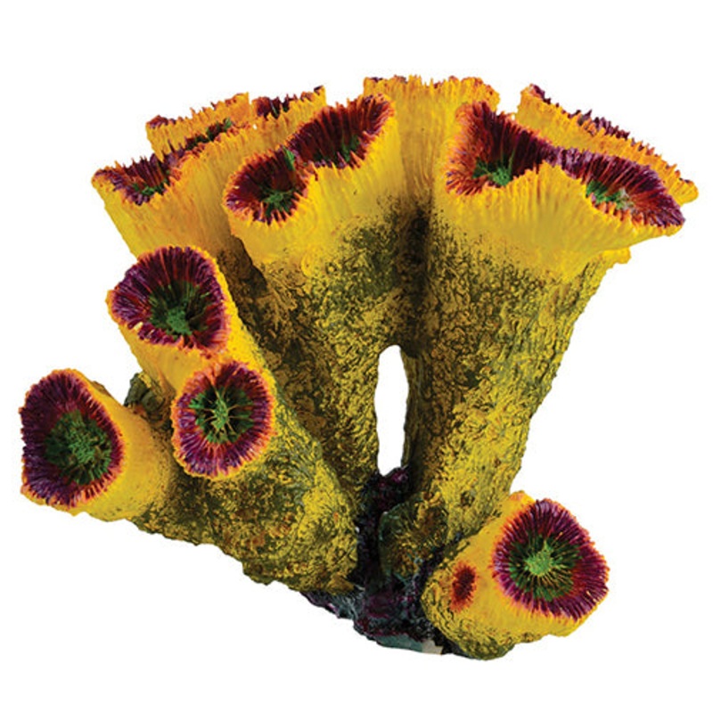 Underwater Treasures Sun Torch Coral